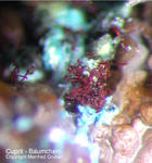 Mineralien Griechenland Lavrion Laurion Hilarion Cuprit