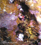 Mineralien Griechenland Lavrion Laurion Hilarion Cuprit