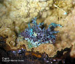 Mineralien Griechenland Lavrion Laurion Hilarion Cuprit