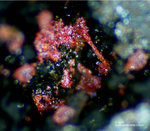 Mineralien Griechenland Lavrion Laurion Hilarion Cuprit