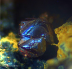 Mineralien Griechenland Lavrion Laurion Hilarion Cuprit