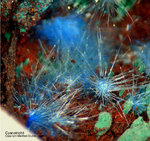 Griechenland Mineralien Lavrion Laurion Hilarion Cyanotrichit