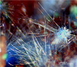 Griechenland Mineralien Lavrion Laurion Hilarion Cyanotrichit