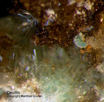 Griechenland Lavrion Mineralien Hilarion Devillin