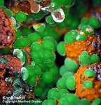 Mineralien Griechenland Lavrion Hilarion Konichalcit