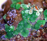 Mineralien Griechenland Lavrion Hilarion Konichalcit