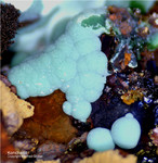 Mineralien Griechenland Lavrion Hilarion Konichalcit