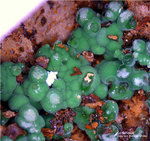 Mineralien Griechenland Lavrion Hilarion Konichalcit