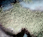 Mineralien Griechenland Lavrion Hilarion Konichalcit