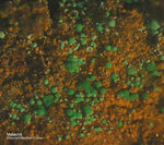 Mineralien Griechenland Laurion Hilarion Malachit