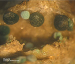 Mineralien Griechenland Laurion Hilarion Malachit