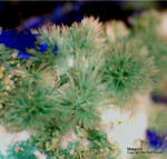 Mineralien Griechenland Laurion Hilarion Malachit