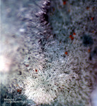 Mineralien Griechenland Laurion Hilarion Malachit