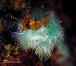 Griechenland Lavrion Mineralien Hilarion Mixit