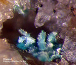 Griechenland Mineralien Lavrion Hilarion Rosasit