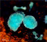 Griechenland Mineralien Lavrion Hilarion Rosasit