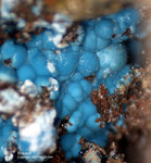 Griechenland Mineralien Lavrion Hilarion Rosasit