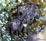 Griechenland Mineralien Lavrion Hilarion Skorodit