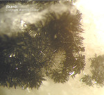 Lavrion Mineralien Plaka Akanthit