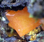 Griechenland Lavrion Mineralien Plaka Wulfenit