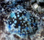 Harz Mineralien Juliushütte Astfeld Connellit