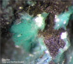 Harz Mineralien Juliushütte Astfeld Devillin