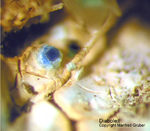 Harz Mineralien Juliushütte Astfeld Diaboleit