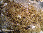 Pyroxen