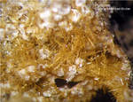 Pyroxen