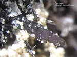 Pyroxen