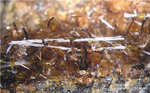 Pyroxen