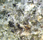 Asphaltit