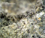 Asphaltit