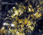 Asphaltit
