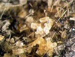 Nephelin