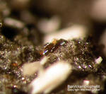 Barytolamprophyllit