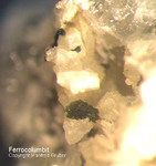 Ferrocolumbit